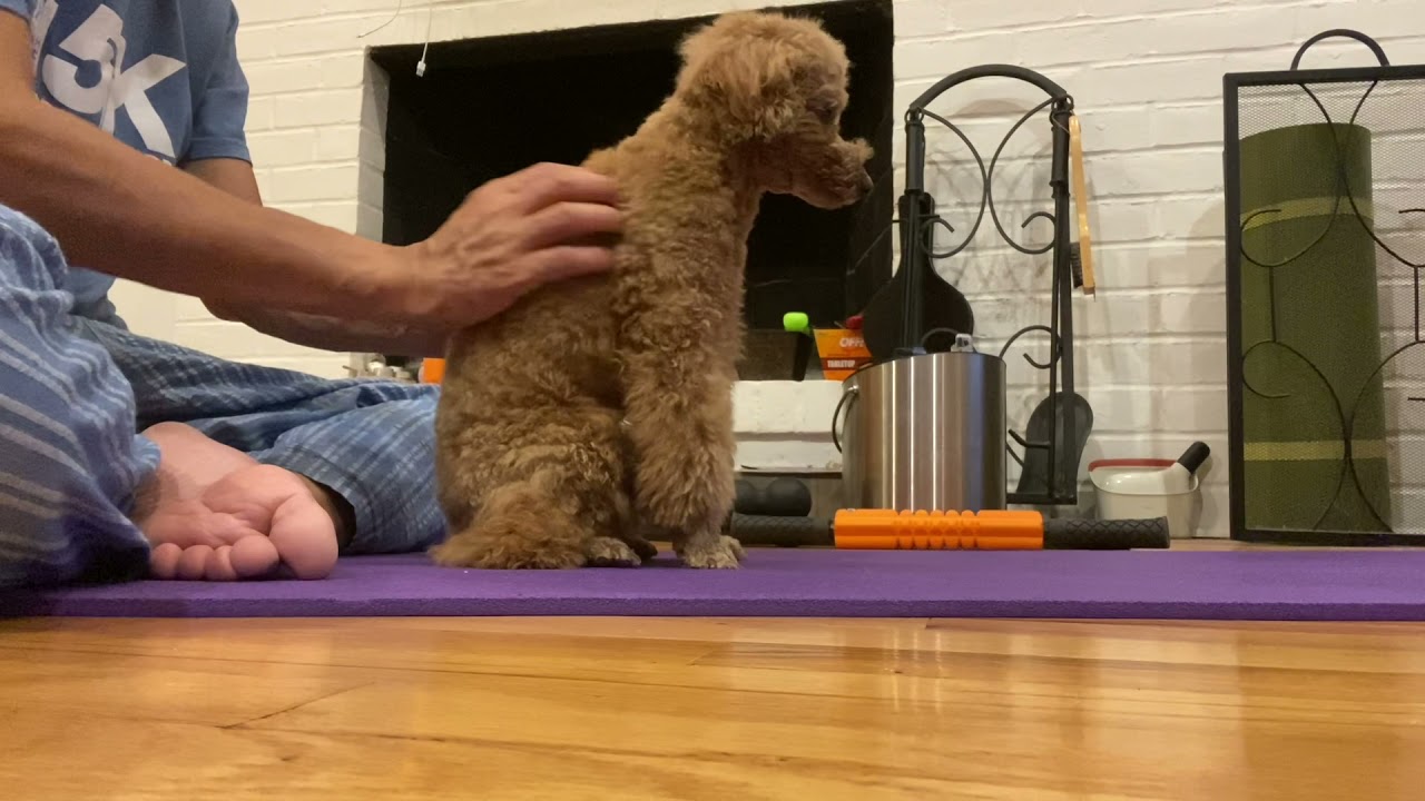 Toy Poodle Massage