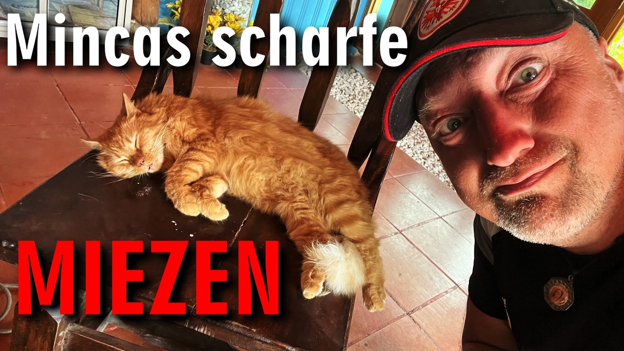 Mincas Katzen -Hotel