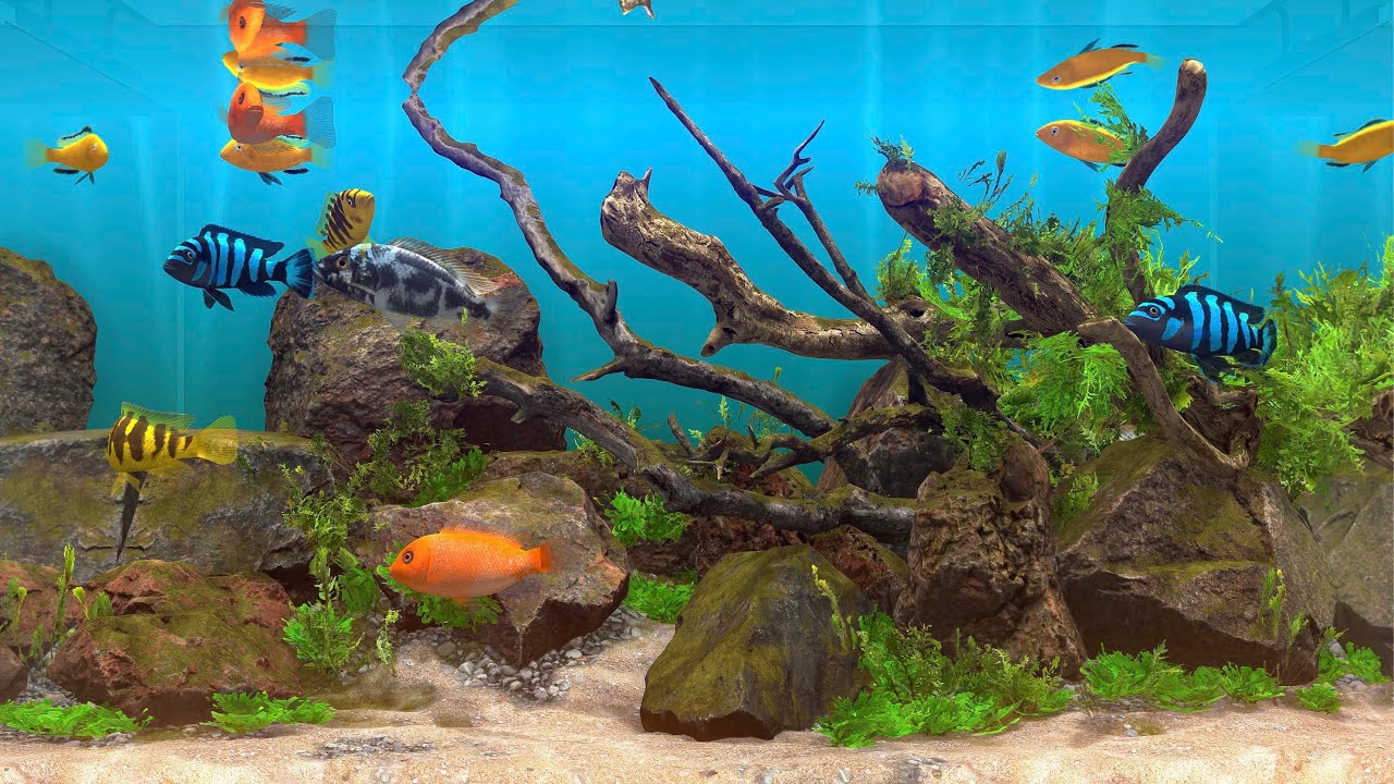 Aquascape timelapse
