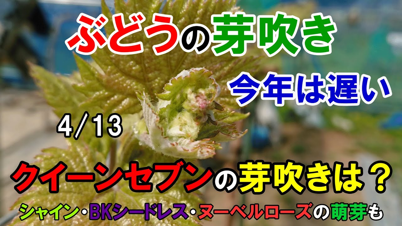 ぶどうの芽吹きが今年は遅い　クイーンセブンの芽吹きと花穂の付き方 ＆ シャイン・BKシードレス・ヌーベルローズの萌芽　4月13日撮影