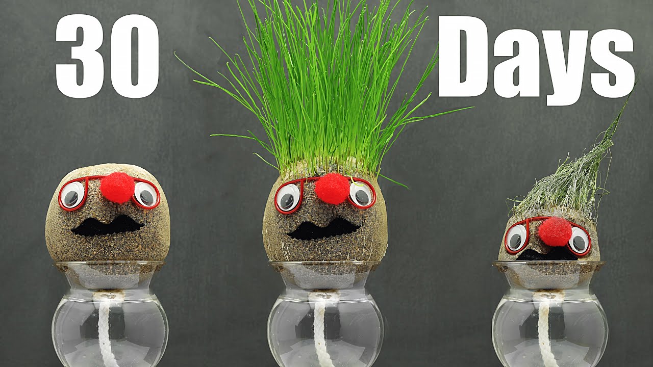 30 Days Grass Head Timelapse Shows Life and Death