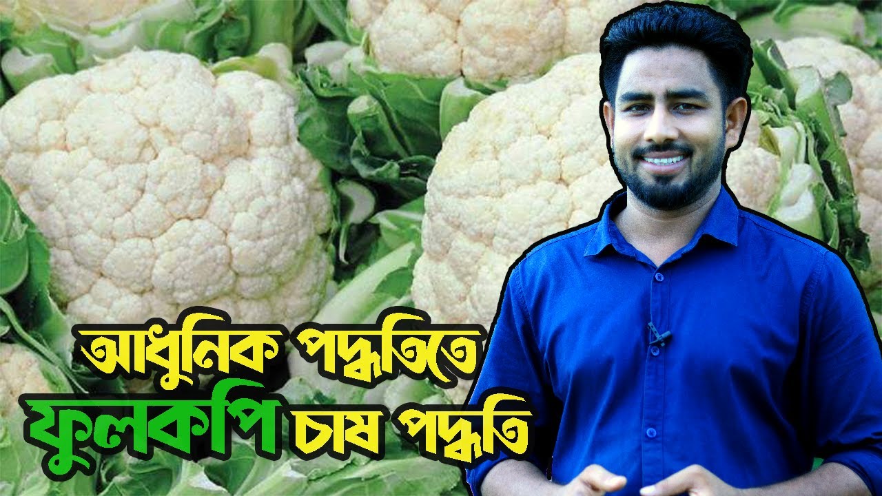 আধুনিক পদ্ধতিতে ফুলকপি চাষের প্রস্তুতি | Agro One -  একটি আধুনিক কৃষি প্রচেষ্টা