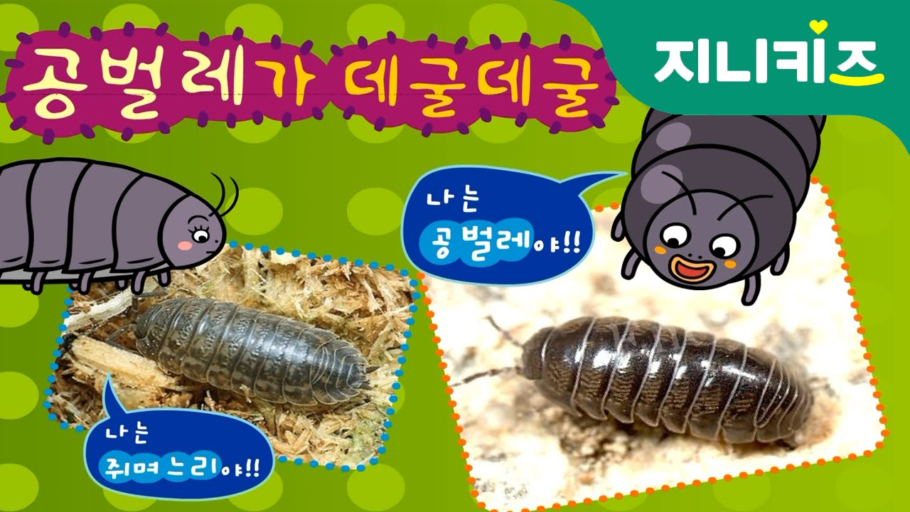 데굴데굴 공벌레 vs. 쥐며느리(Woodlice) | 자연관찰 과학동화 Science Story