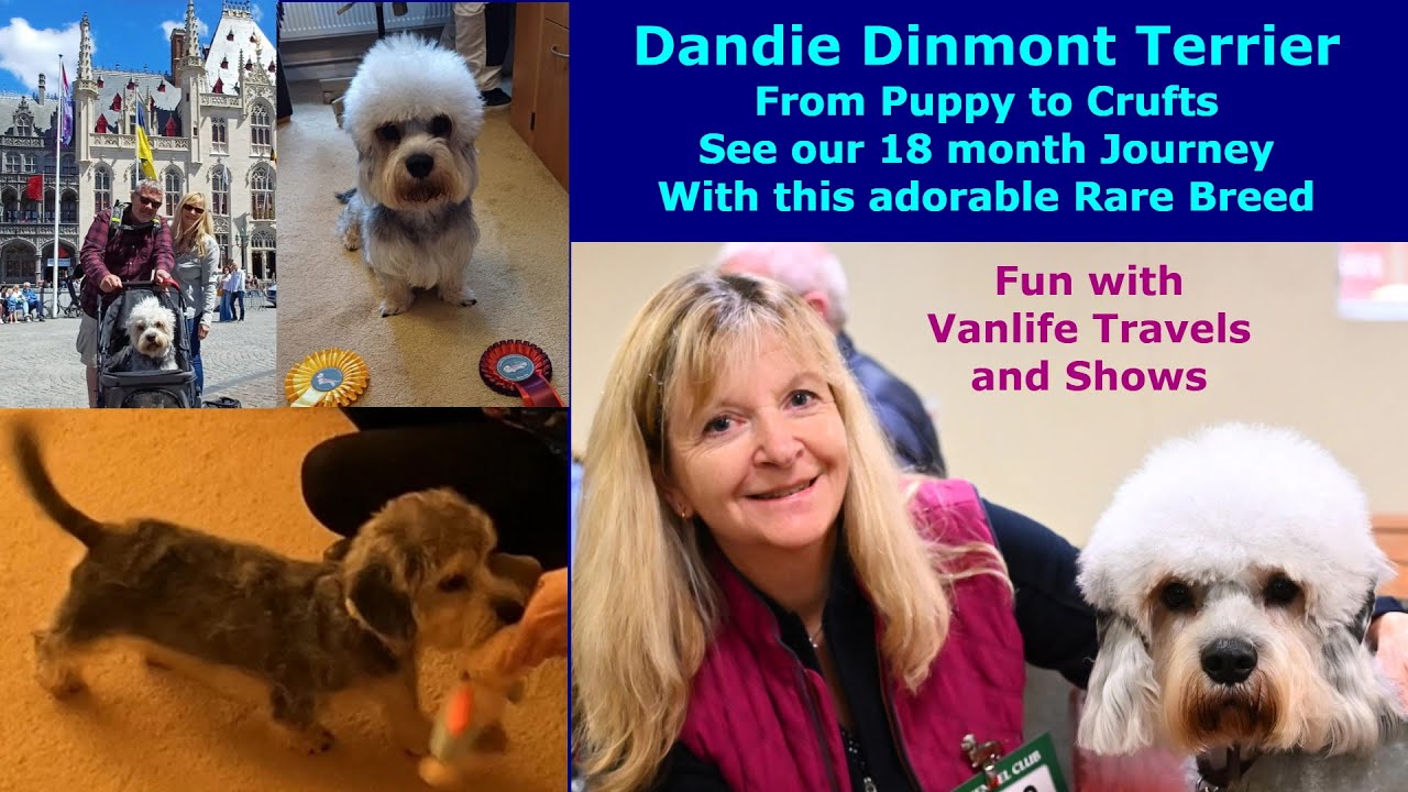 Dandie Dinmont Terrier, Rare Breed, see his life & travels from puppy to Crufts Dog Show, Vanlife UK