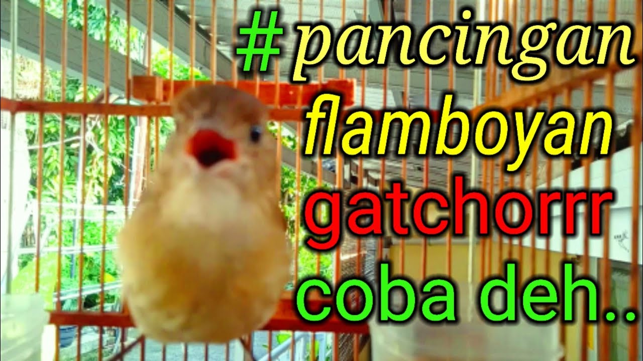 flamboyan ropel bahan gacor ngebren ngeplong