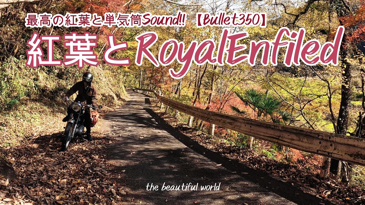 【紅葉とクラシックバイク】エンフィールド単気筒サウンド！！ #RoyalEnfiled #Bullet350 #クラシックバイク #キックスタート#キャンプ #キャンプツーリング #キノの旅