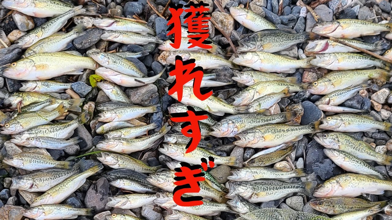 琵琶湖で「ブラックバス100匹捕まえるまで帰れま10」したら大量すぎた！