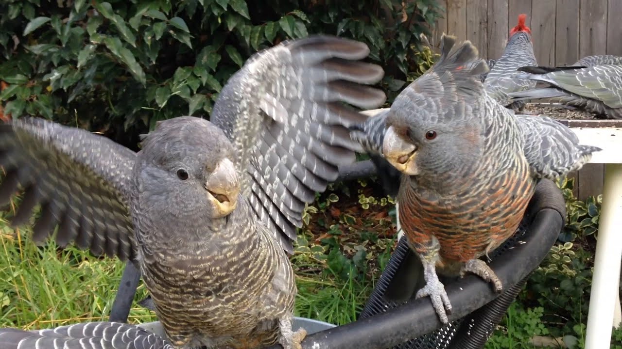 Gang-gang Cockatoo's