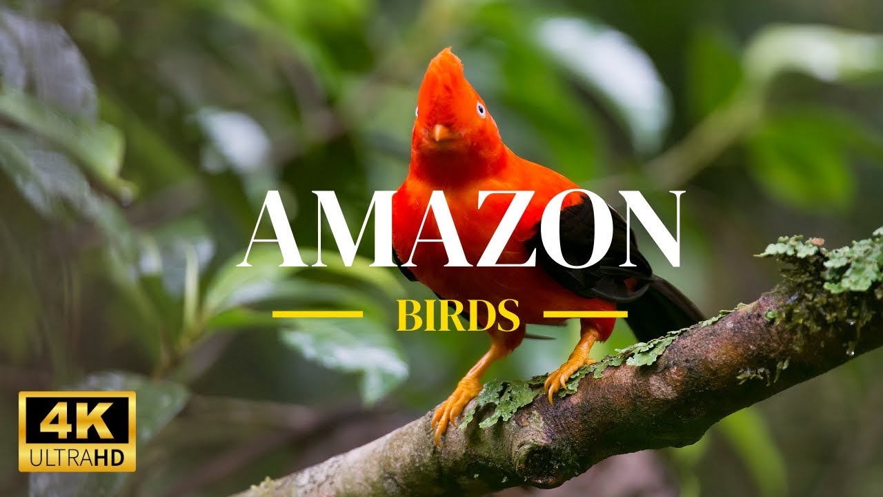 The World Of Cock Of The Rock in amazon in 4K ULTRA HD   Relaxing birds voices with nature, Healing