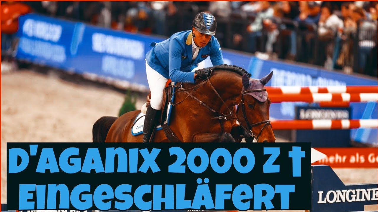 Трагическая потеря: лошадь породы D'Aganix 2000 Z была усыплена после несчастного случая &ndash; Кристи...