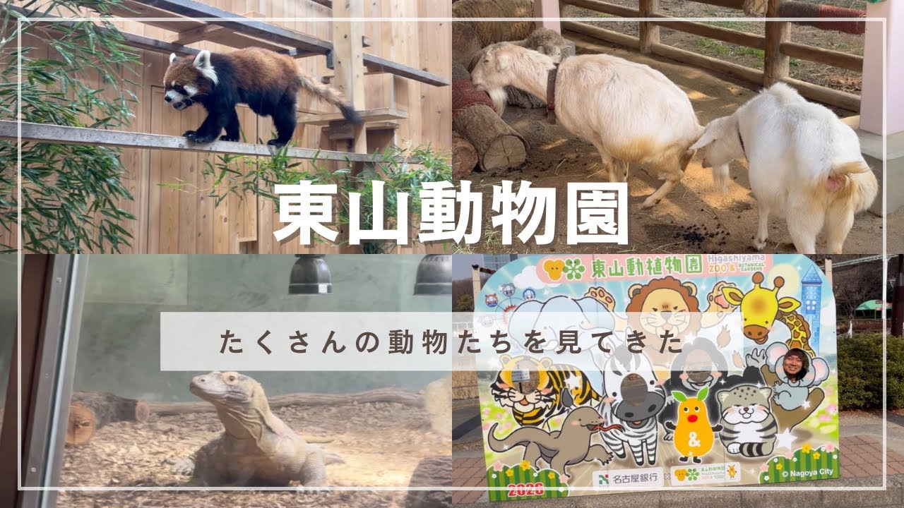 【東山動物園に行ってきた】