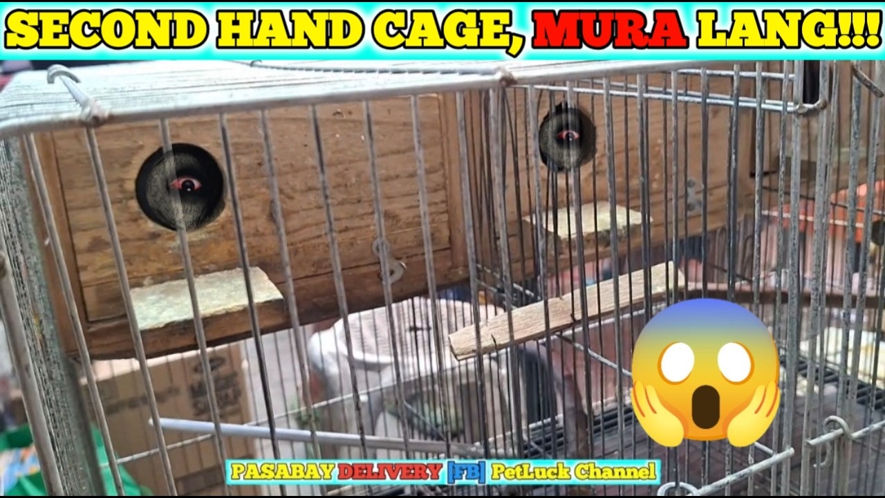 LOVEBIRDS SUPER SALE SA HULONG DUHAT MALABON PET MARKET