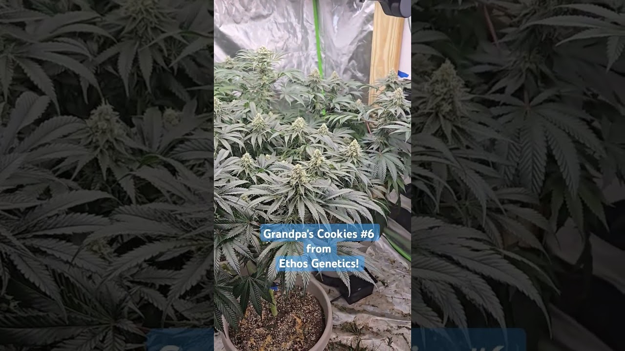 Dirty Bird and Ethos Genetics flower in Autopots. 6th wk