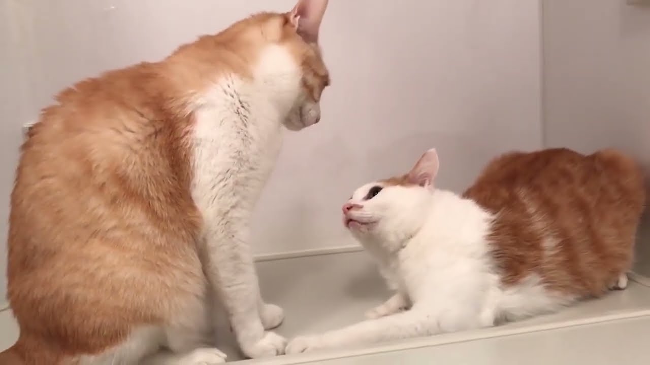 ねこ達のガチ喧嘩シーンを集めてみた【TRNB＆実家猫切り抜き集】