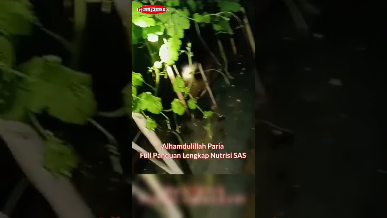 Pare Full Panduan Dan Nutrisi SAS Meski Beberapa Kali Leb Banjir Tetep Kokoh & Ijo Royo-Royo #Short