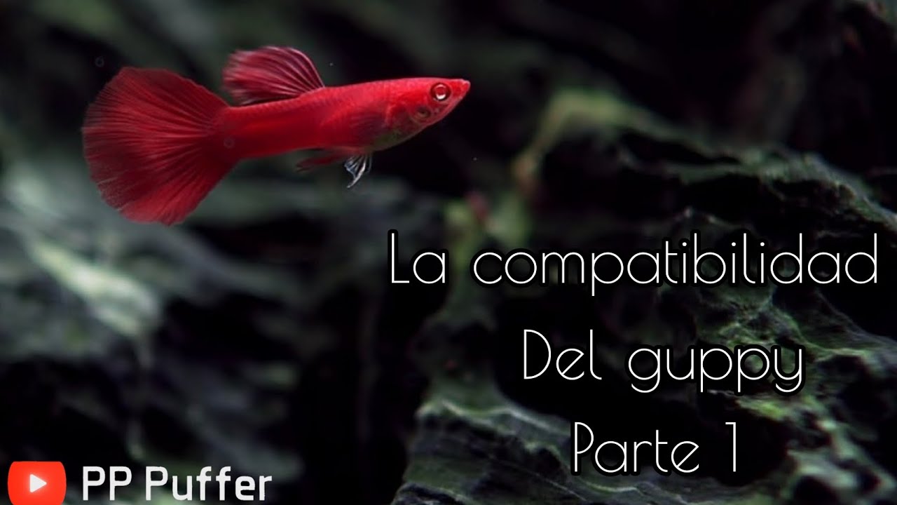 Compatibilidad del Pez GUPPY