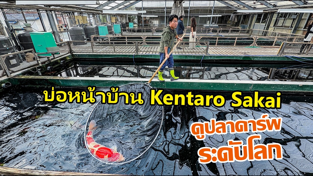 ดูปลาคาร์พระดับโลก หน้าบ้าน Kentaro Sakai Fish Farm #ปลาคาร์พญี่ปุ่น Hiroshima 2025