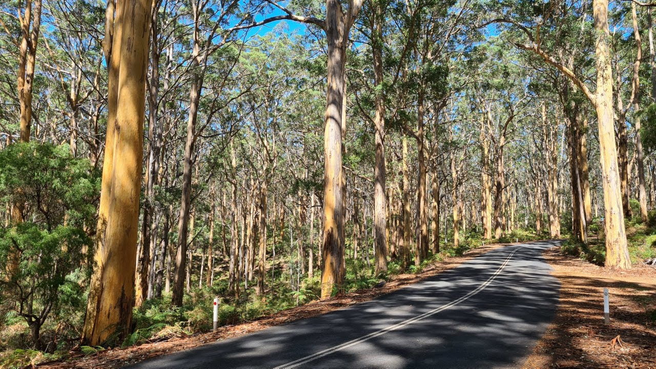 Driving Through Eucalyptus Forest around Margaret River, Western Australia - 4K UHD