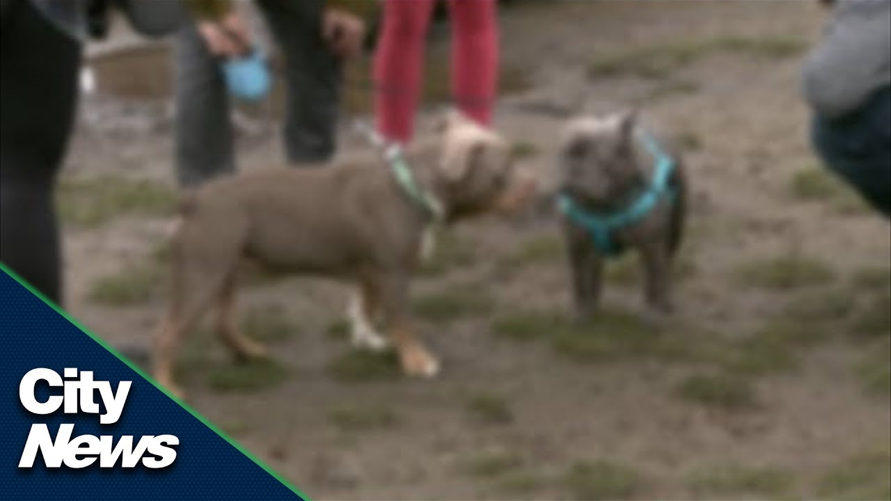 Cost of Vancouver's aggressive dog licence to skyrocket