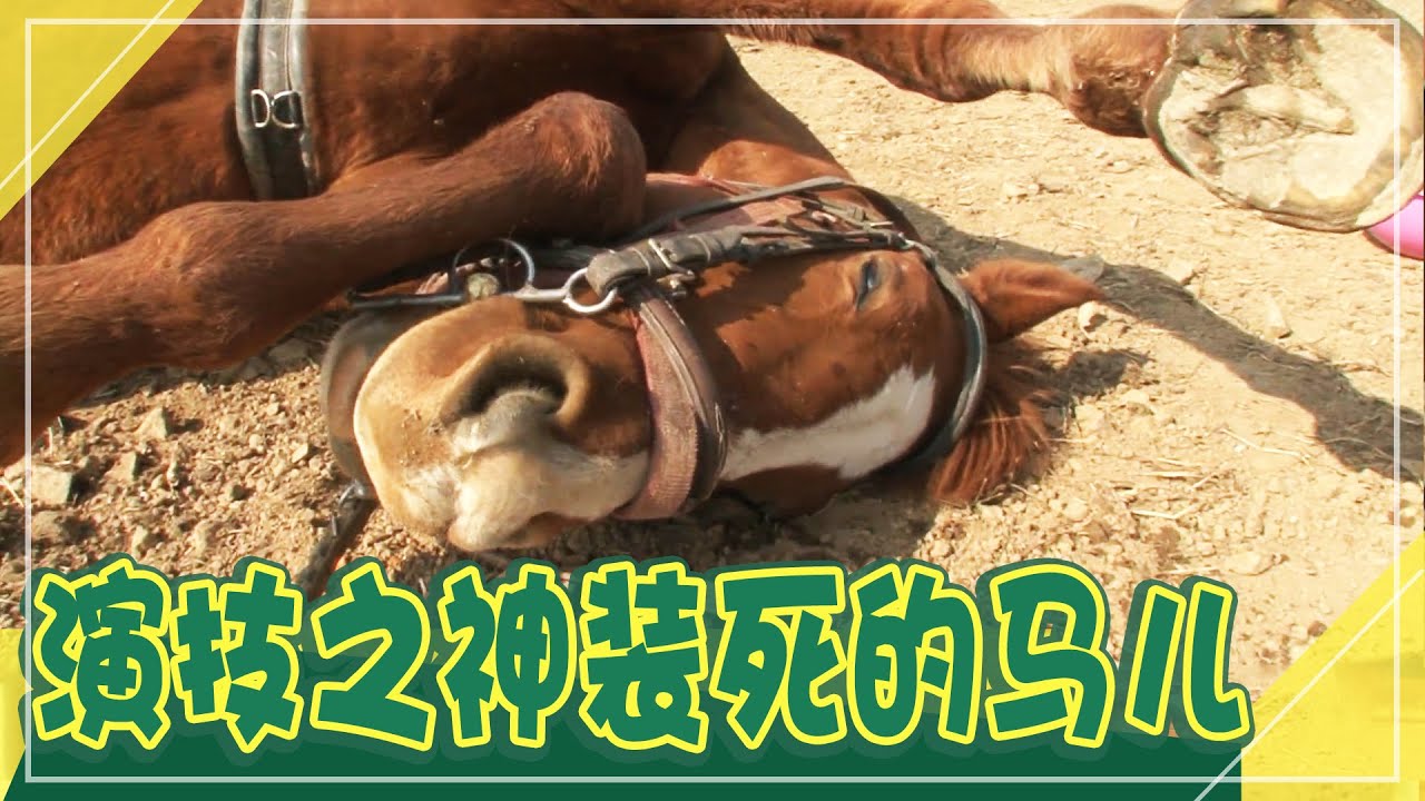 [中文字幕] 马儿堪比演员的装死演技？！翻白眼，喘粗气这些竟然都是演技？！ㅣ动物农场