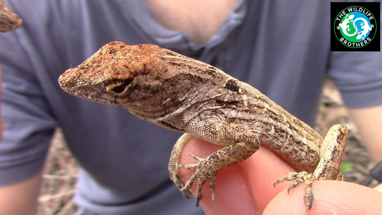 Florida's Feistiest Little Lizards!
