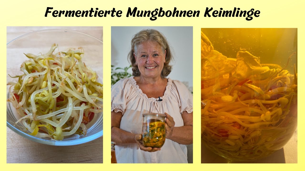 Fermentierte Sprossen und Keimlinge - Mungbohnenkeimlinge