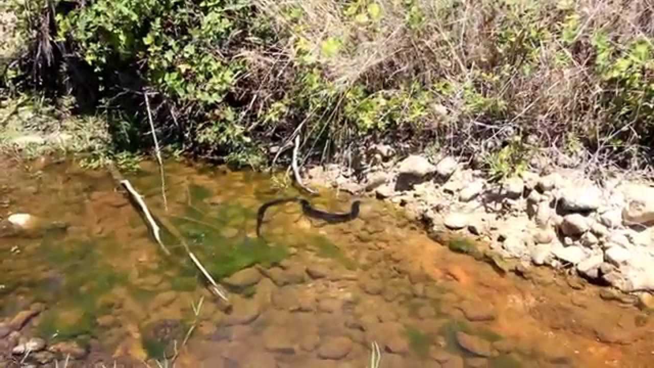 large black snake swimming underwater