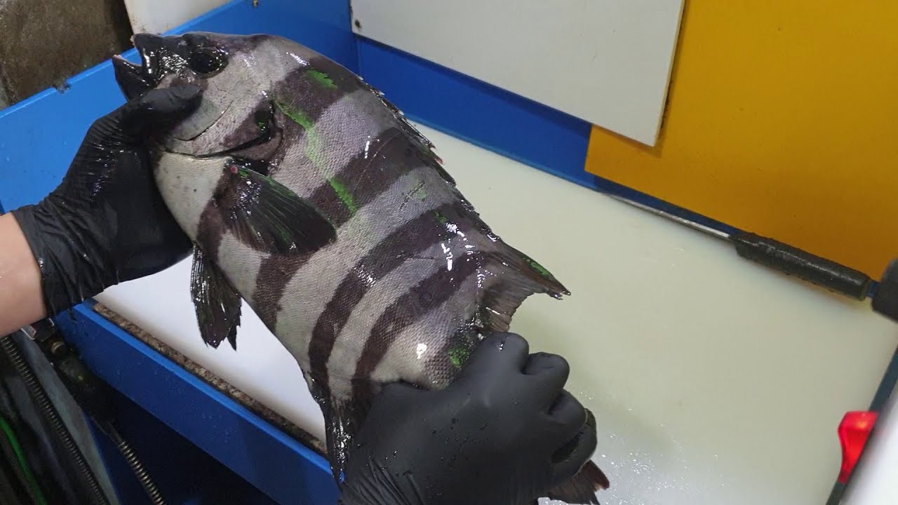돌돔 오로시~striped beakperch