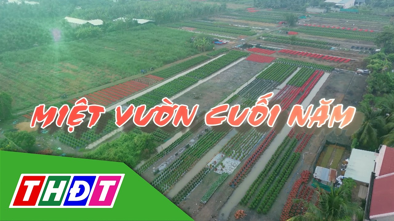 Miệt vườn cuối năm | Gợi nhớ miền Tây - 22/2/2026 | THDT