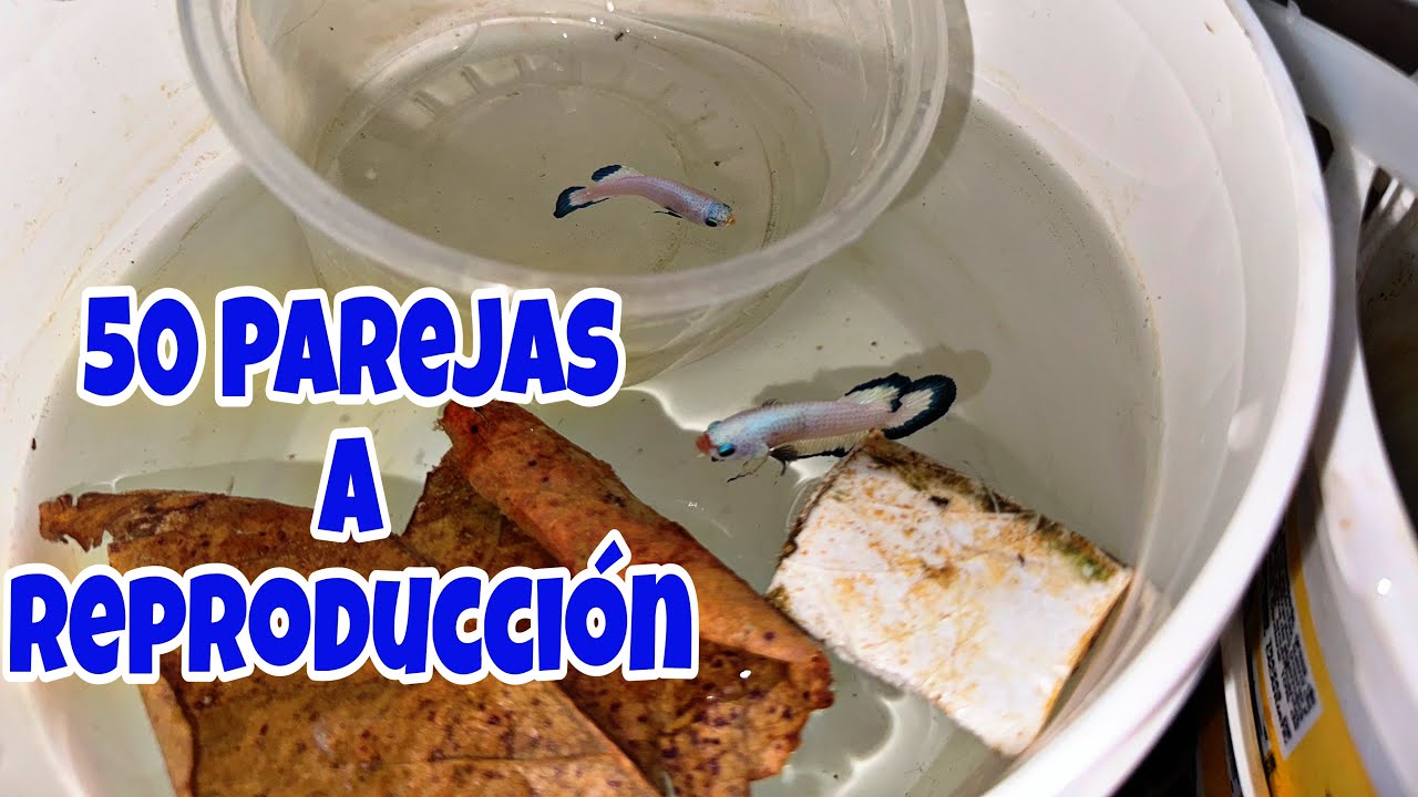 No reproduzcas BETTAS sin antes saber esto | Zaca Bettas 