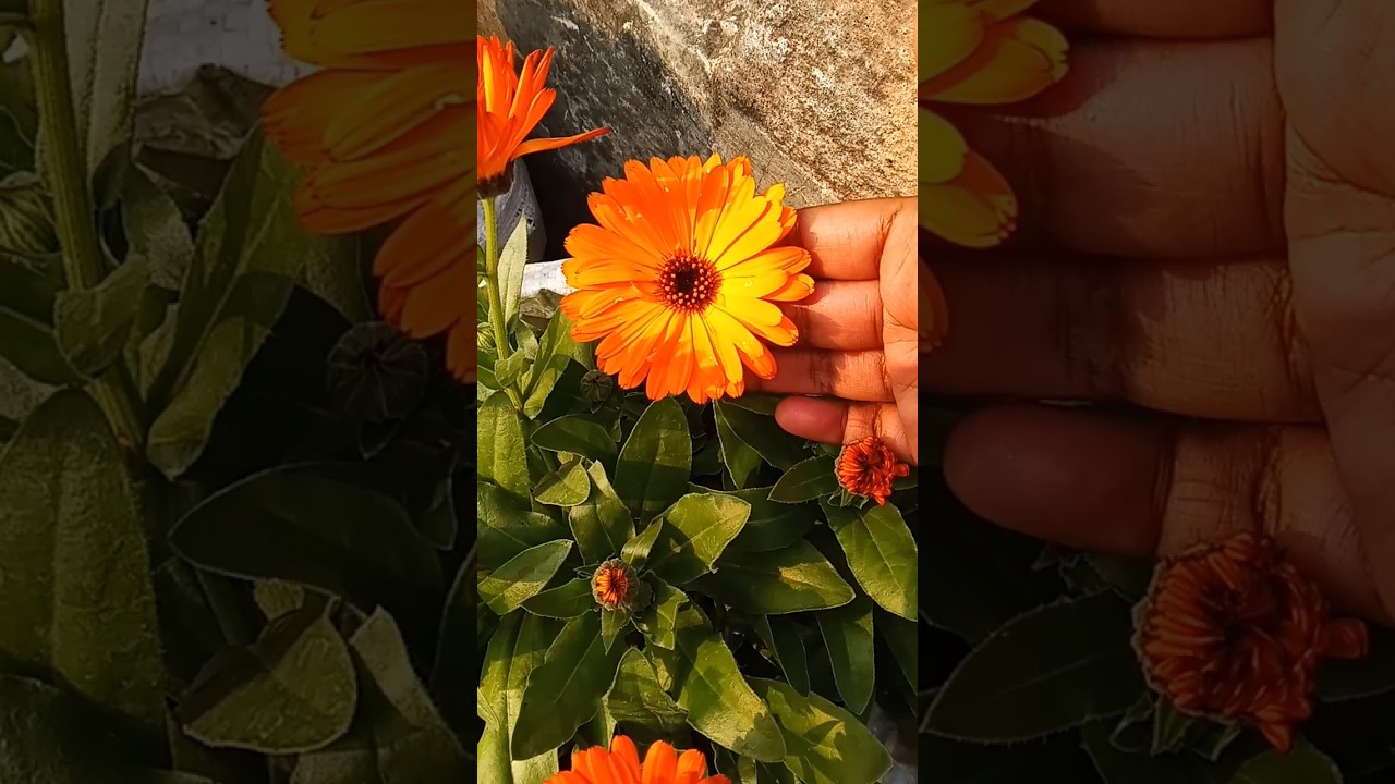 calendula flower growing tips. how to grow calendula flower. 