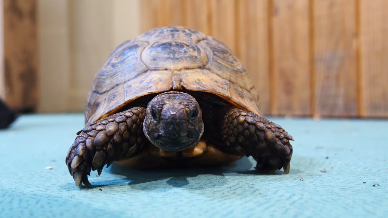 Tortoises coming out of hibernation
