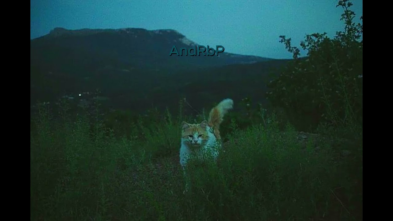 Long Dreams
