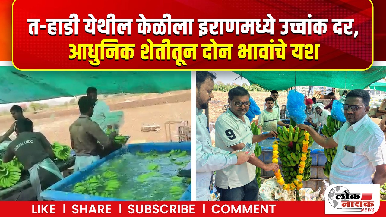 Shirpur Banana News | त-हाडी येथील केळीला इराणमध्ये उच्चांक दर,आधुनिक शेतीतून दोन भावांचे यश #banana