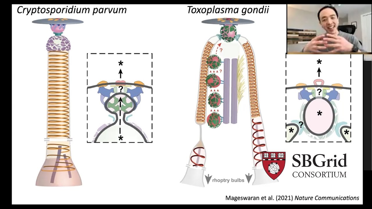 Prof Yi-Wei Chang - CryoET & rhoptry secretion system in apicomplexan parasites