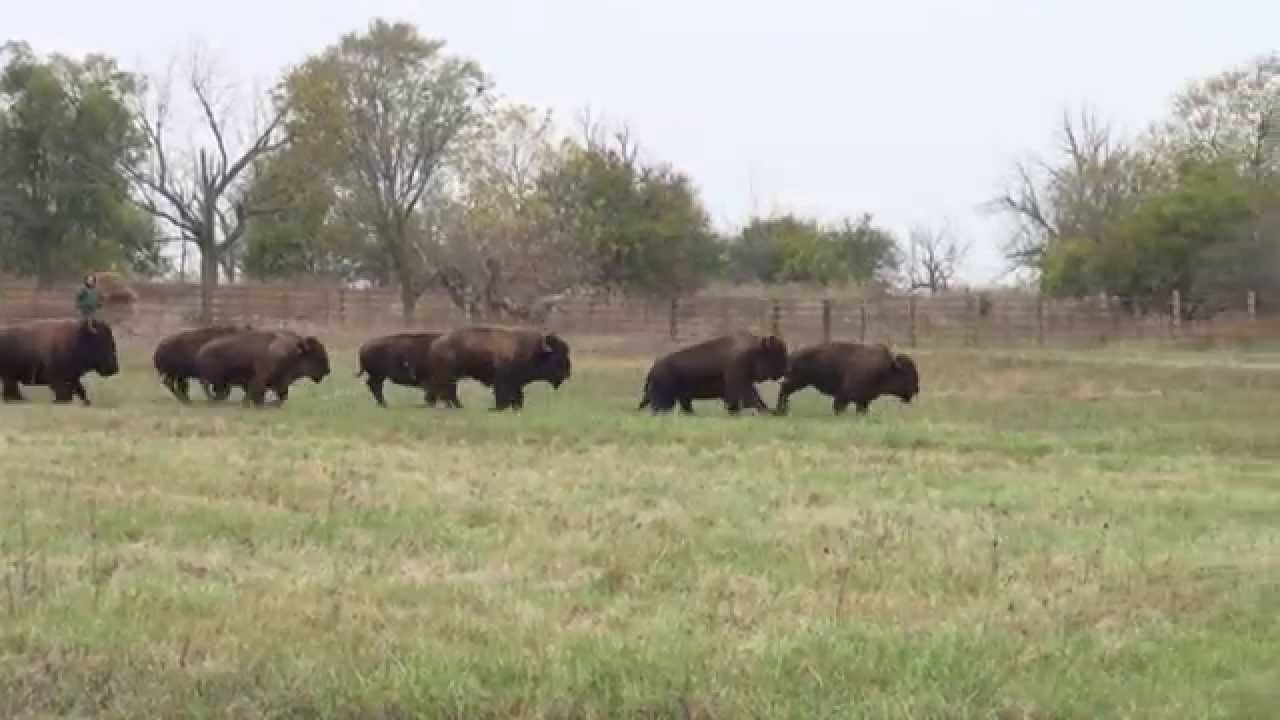 USDA Forest Service Introduces Bison to Midewin
