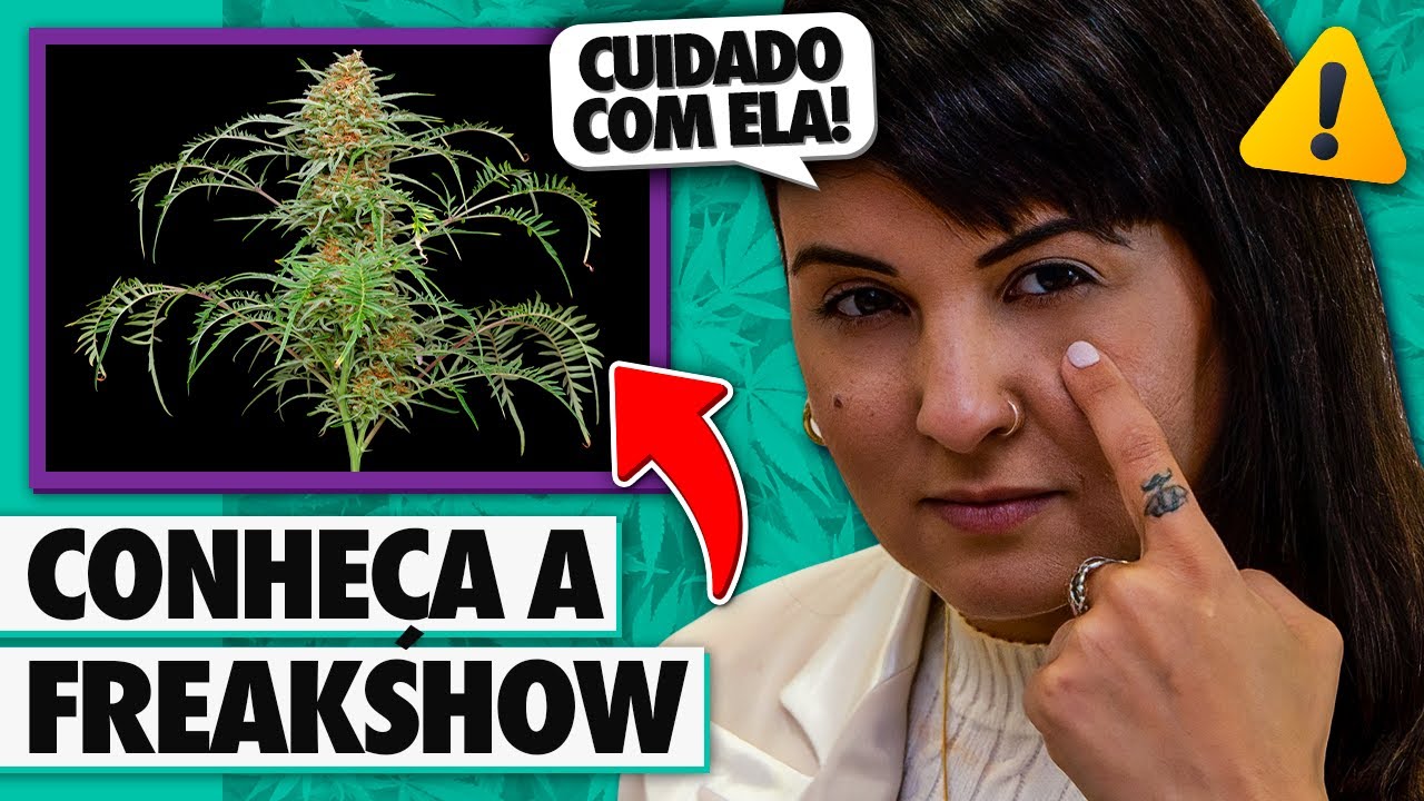 STRAIN REVIEW FREAKSHOW UMA PLANTA PERIGOSA l Enfercanabica