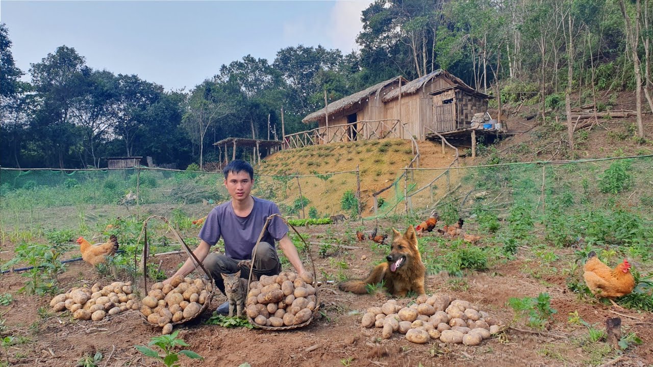 Большой урожай картофеля, выращивание таро, рыбалка