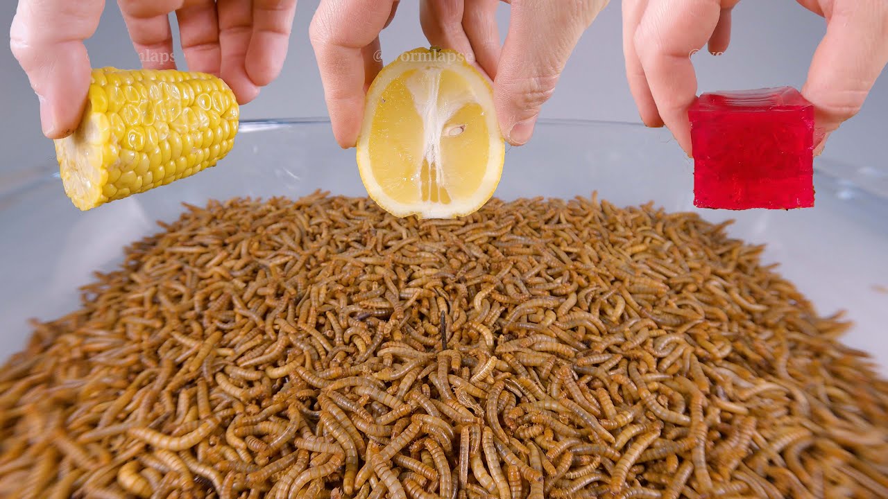 HUGE MEALWORMS VS FOOD COMPILATION