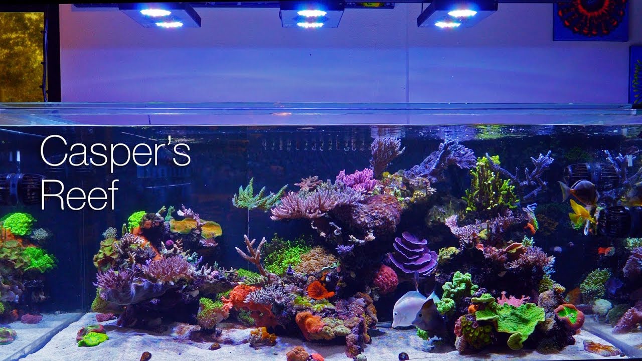 Casper's Reef @ Worldwide Corals 4K Tank Tour