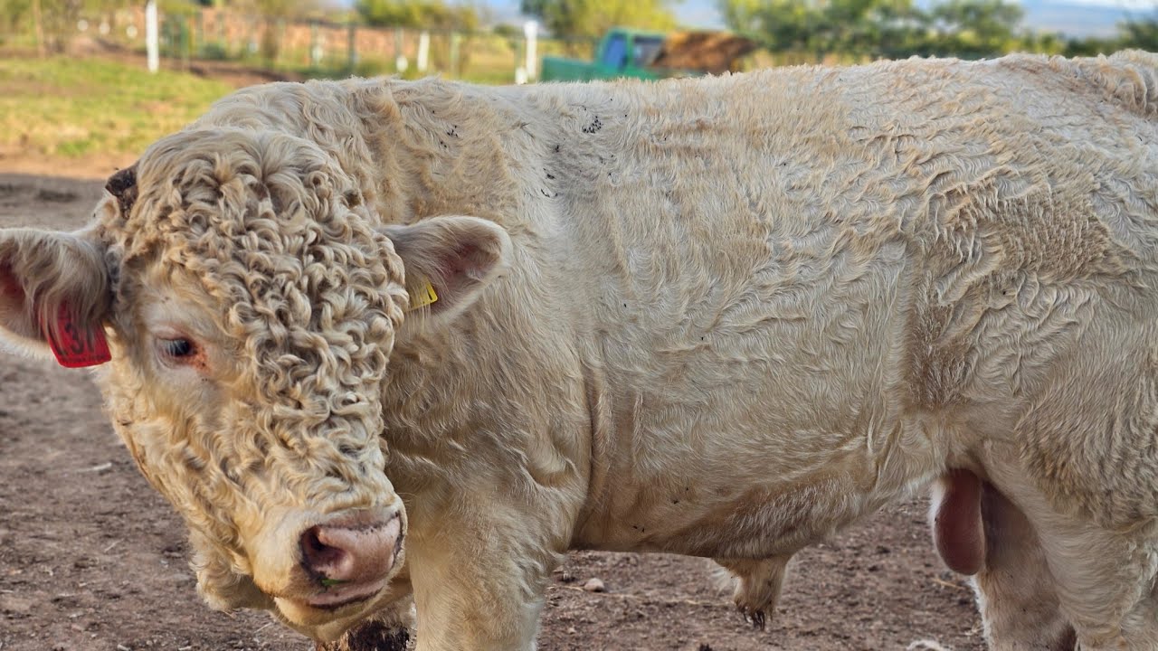 TOROS GORDOS DE MAS DE 50 MIL PESOS 