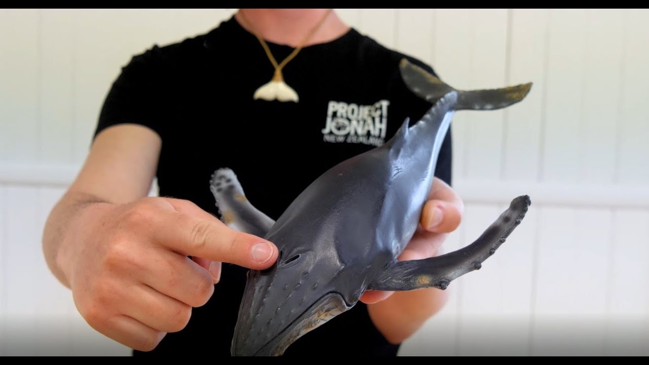 All About Whales