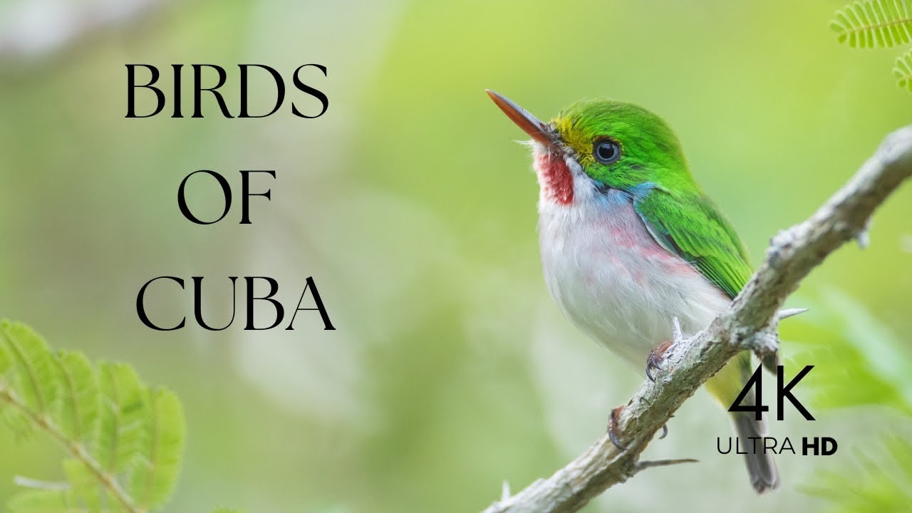 Birds of Cuba 4K