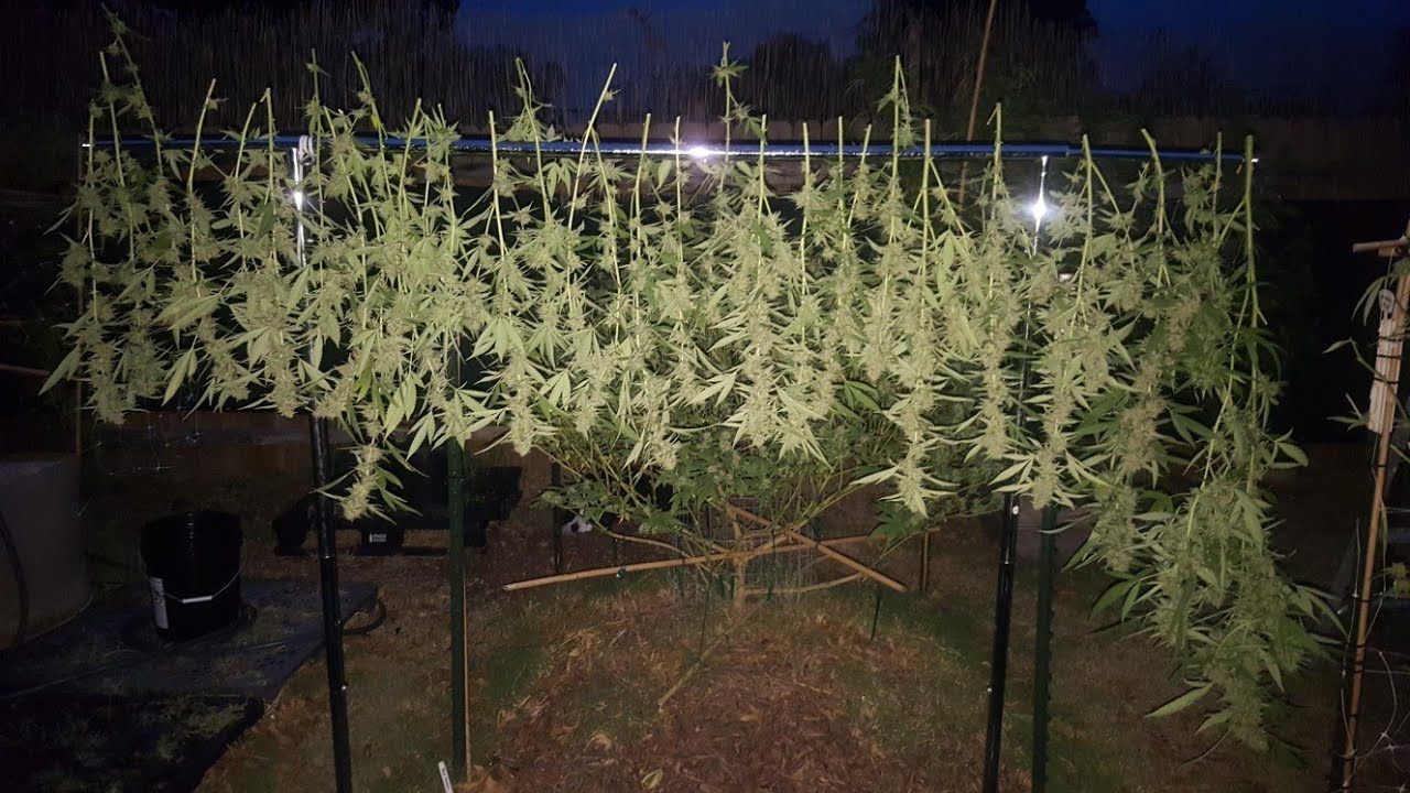 1 A.M. harvesting cannabis before the storms!(oklahoma outdoor organic cannabis grow)