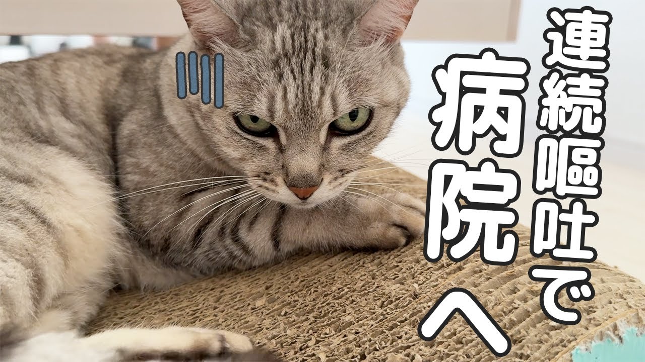 マロの嘔吐が止まらないので急遽病院へ行ってきました！