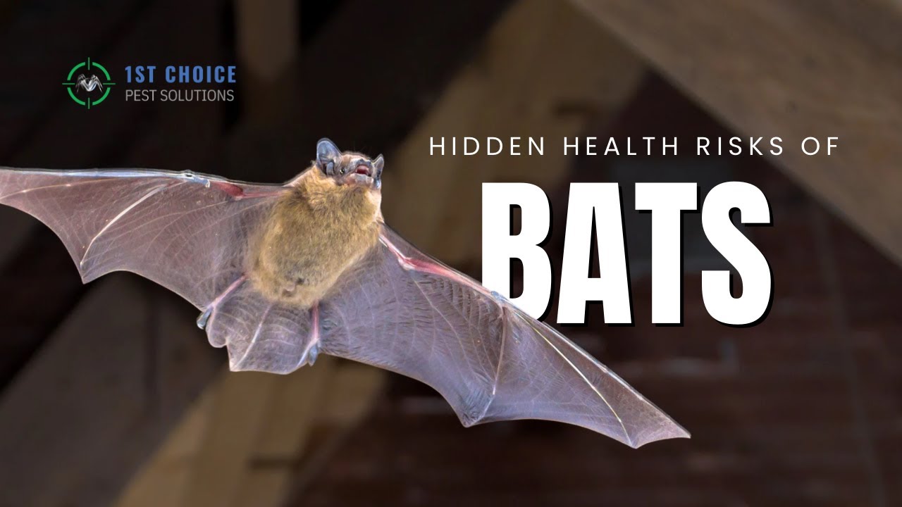 Bat Removal Process Explained | Attic Noises And Bat Control