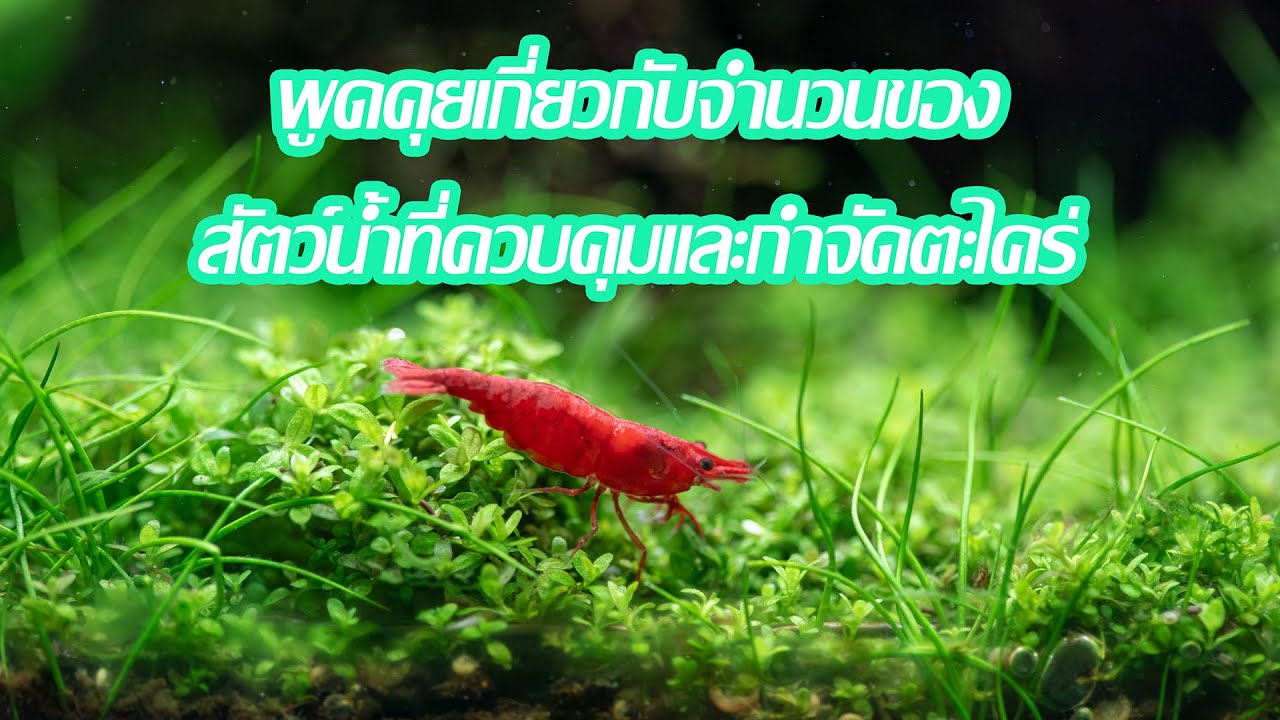 พูดคุยเกี่ยวกับจำนวนของสัตว์น้ำที่ควบคุมและกำจัดตะไคร่