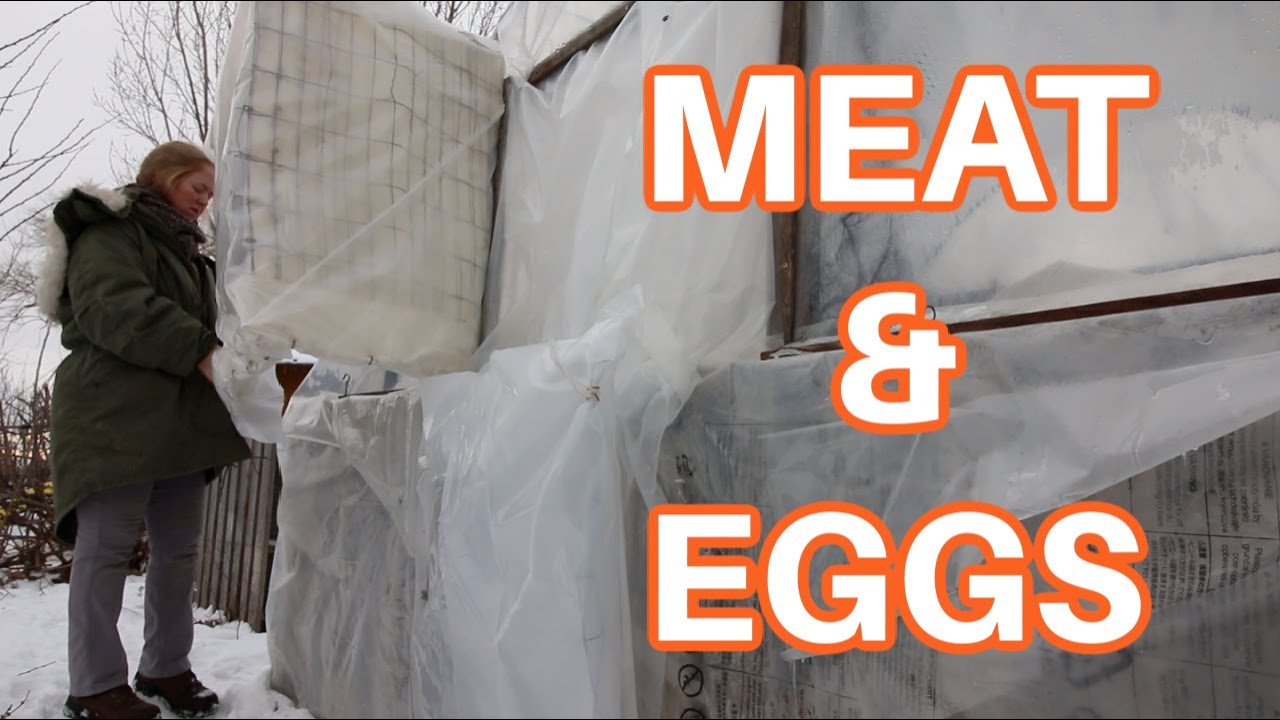 $100 Greenhouse Grows Meat and Eggs In Winter