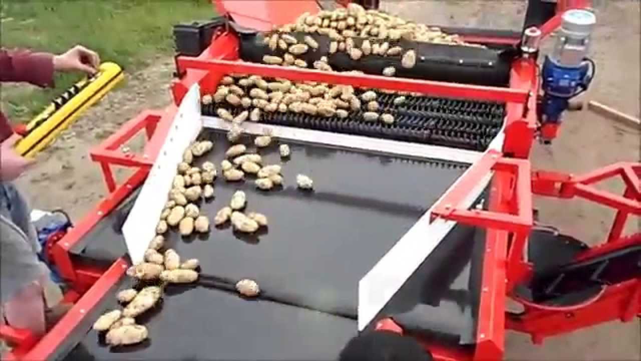 DOWNS fieldloader with hopper,coils, inspection table, telescopic elevator to load potatoes in field