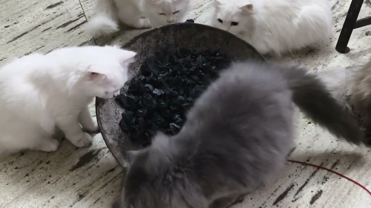 Our cats in winters 🥶